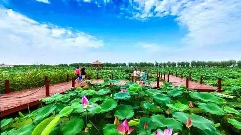 智慧农业合作模式：共赢之道与利润解析