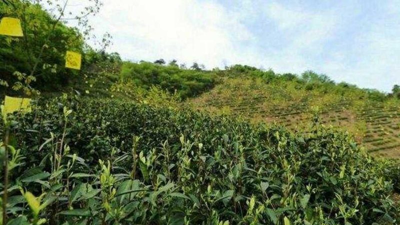 成都生鲜配送冷链规格揭秘：如何保障食品安全与品质