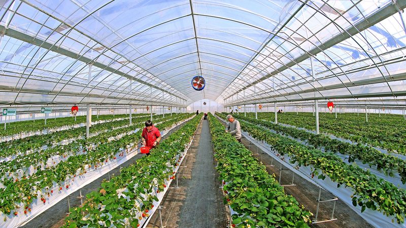 农产品批发供应链管理规范方案：构建高效流通的基石**