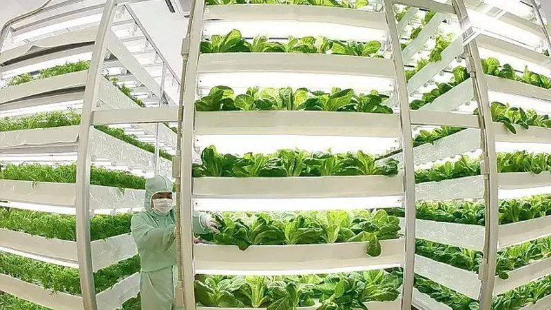 蔬菜种植公司排名：揭秘背后的考量因素