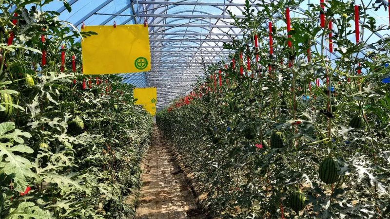 成都休闲农业项目优缺点分析：机遇与挑战并存