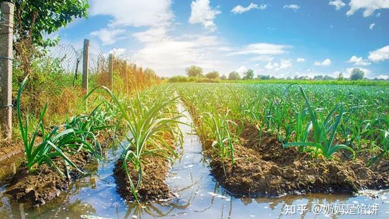粮食种子发芽率：标准解读与影响因素